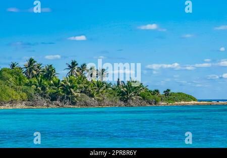 Wunderschöner tropischer natürlicher Strand und Waldpanorama Contoy Island Mexiko. Stockfoto