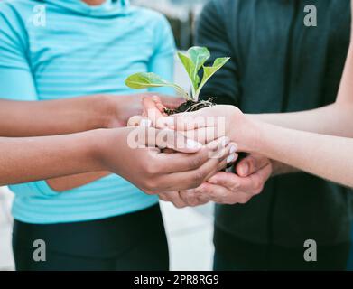 Nahaufnahme einer vielfältigen Gruppe von Menschen, die eine grüne Pflanze in Handfläche halten, mit Sorgfalt, um die Natur zu pflegen und zu schützen. Vereint zur Unterstützung des Setzens mit Laub als Symbol für umweltverträgliche und verantwortungsbewusste Arbeit Stockfoto