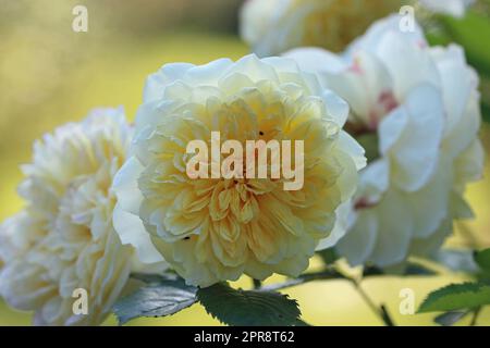 Weiße Rosenblume in Nahaufnahme Stockfoto