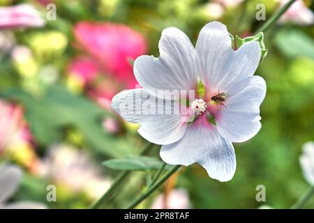 Insekten, die Nektar auf einer Pflanze mit weißen Blütenblättern fressen. Wunderschöne Blüten in der Natur an einem sonnigen Tag im Frühling. Fliege bestäubt eine malva moschata Moschata Moschusblume, die im Freien wächst. Stockfoto