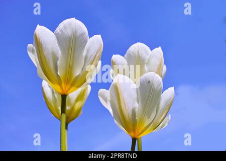 Blühende weiße Tulpenpflanzen öffnen sich und blühen vor klarem blauen Himmel. Blüht und erhellt ein Feld. Im Sommer wachsen und gedeihen wunderschöne weiße Blumen im Freien Stockfoto