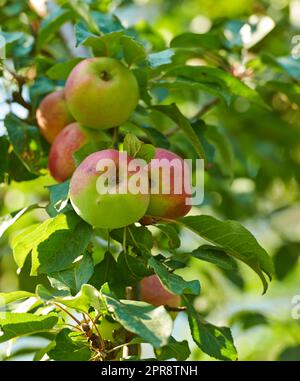 Schöne reife Äpfel, die bereit sind, geerntet zu werden, wachsen in einem Garten im Garten. Köstliches Obst auf einem Baum, zubereitet für die Ernte als Bio- und Frischprodukte zum Verkauf. Saftiger und gesunder Snack in der Natur Stockfoto