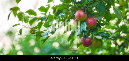 Äpfel in meinem Garten. An sonnigen Tagen im Freien wachsen rote Äpfel auf einem Baum in einem üppigen Obstgarten. Nahaufnahme reifer, frischer und süßer Erzeugnisse, die auf einem ökologischen Landwirtschaftsbetrieb oder einer Obstplantage angebaut und geerntet werden. Stockfoto