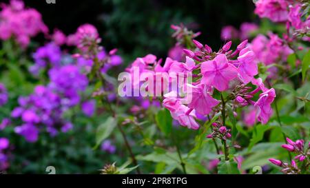 Wunderschöne rosa Phloxblumen, die im Sommer in einem Garten wachsen. Hübsche blühende Pflanzen blühen und blühen im Frühling in einem Park. Flora und Pflanzen blühen auf einem Feld in der Natur Stockfoto