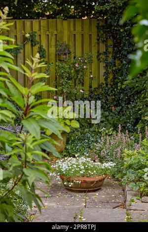 Topfpflanzen, die im Garten wachsen oder im Sommer auf einer Terrasse. Wunderschöne Hybridpflanze, die im Frühling im Freien blüht. Winzige blühende Pflanzen, die sich im Freien aufblühen und blühen Stockfoto