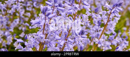 Tapete zarter Blüten auf einem Feld im Frühling mit Kopierraum. Nahaufnahme der Natur und Blick auf Bluebells oder Indigo-Hyazinthen, die auf einer üppigen Wiese oder im Garten wachsen. Stockfoto