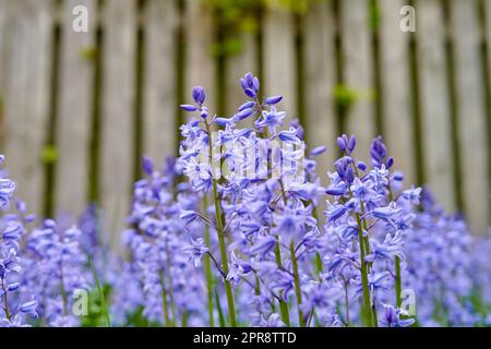 Bluebells in meinem Garten. Lebendige Bluebell-Blumen wachsen in einem Garten eines Hauses. Nahtdetails schöne, leuchtend lila Pflanzen blühen und blühen im Freien in einem Park an einem Sommer- oder Frühlingstag. Stockfoto