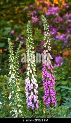 Im Sommer wachsen wunderschöne Blumen in einem Garten im Garten. Lilafarbene Fuchshandschuhe blühen und öffnen sich im Frühling in einem Naturpark oder auf einem Feld. Digitalis-Purpurea-Pflanzen blühen auf dem Land Stockfoto