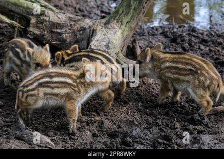 Reken, Muensterland, NRW, Deutschland. 26. April 2023. Süße kleine mitteleuropäische Wildschweinschweine (Sus scrofa scrofa) laufen fröhlich herum und spielen im Schlamm und Heu in ihrem großen Waldgehege im Tierpark Frankenhof bei Reken. In den letzten zwei Wochen wurden dort mehrere Einstreu von Wildschweinquietschern (Ferkeln) geboren. In den meisten Bundesländern gibt es auch immer noch eine große Wildpopulation mitteleuropäischer Eber. Kredit: Imageplotter/Alamy Live News Stockfoto