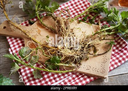 Frische Brennnesselkräuter einschließlich Wurzeln auf einem Holzschneidbrett. Wilde Heilpflanze. Stockfoto