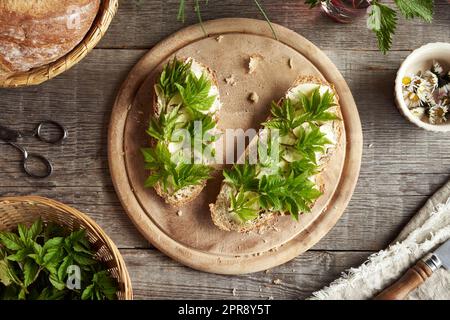 Goutweed-Blätter, die im Frühling auf zwei Scheiben Sauerteigbrot gesammelt wurden Stockfoto