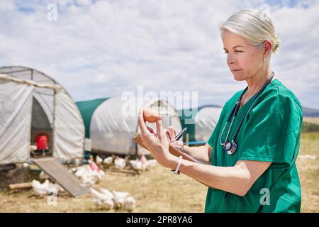Zertifizierung, ob sie für die Produktion geeignet sind. Ein reifer Tierarzt inspiziert ein Ei auf einem Geflügelfarm. Stockfoto