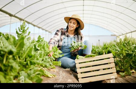 Ein schöner Tag auf den Feldern. Eine junge Frau, die auf ihrem Bauernhof Getreide erntet. Stockfoto