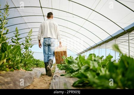 Bereit zu sehen, was auf der Speisekarte steht. Ein männlicher Bauer, der einen Korb mit frisch geernteten Produkten trägt. Stockfoto