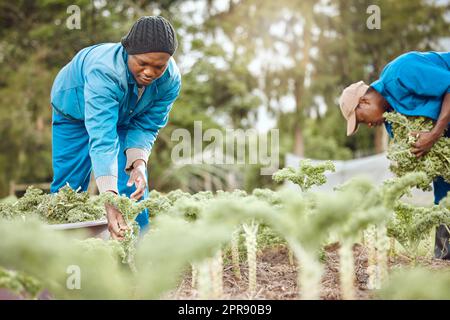 Man kann nie genug Grünkohl haben. Zwei hübsche junge Bauern stehen zusammen und ernten Grünkohl. Stockfoto