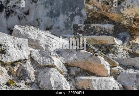 Iguana auf dem Felsen Ruinen von Tulum Maya-Tempel Pyramiden Mexiko. Stockfoto