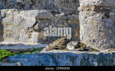 Iguana auf dem Felsen Ruinen von Tulum Maya-Tempel Pyramiden Mexiko. Stockfoto