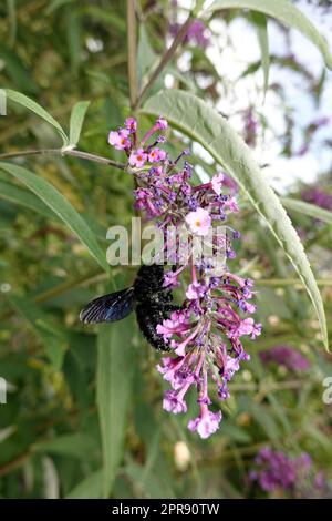 Blauschwarze Holzbiene (Xylocopa violacea) an der Blüte eines Schmetterlingsflieder (Buddleja davidii) Stockfoto