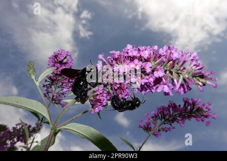 Große blaue Holzbiene, auch Blauwarze oder Violettflügelige Holzbiene (Xylocopa violacea) an der Blüte eines Schmetterlingsflieders oder Sommerflied Stockfoto