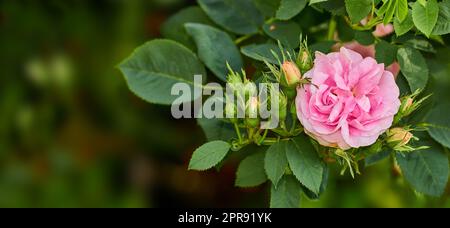 Blühende rosa Hunderose und Knospen auf einem Baum in einem Garten. Nahaufnahme einer hübschen rosa Canina Blume, die zwischen grünen Blättern in der Natur wächst. Nahaufnahme blühender Blütenblätter auf Blumenpflanze Stockfoto