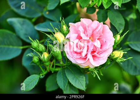 Bunte rosa Blumen wachsen in einem Garten. Vervollständigung großer Jungfrauen Rosen oder rosa alba incarnata mit leuchtenden Blütenblättern, die an einem sonnigen Tag im Frühling von oben blühen und blühen Stockfoto