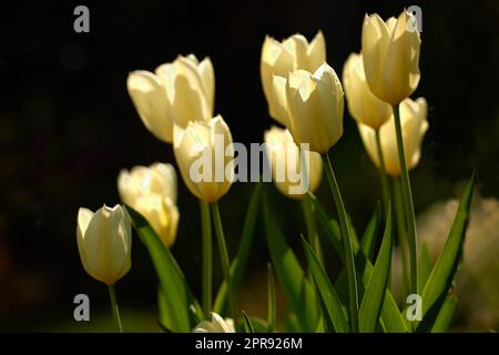 Gelbe Gartenblumen wachsen vor schwarzem Hintergrund. Nahaufnahme von Didiers Tulpen der tulipa gesneriana-Art mit lebendigen Blütenblättern und grünen Stämmen, die an einem Tag im Frühling blühen Stockfoto