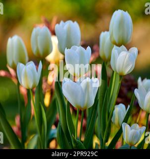 Weiße Gartentulpen wachsen im Frühling. Nahaufnahme von Didiers Tulpen der tulipa gesneriana-Art mit lebendigen Blütenblättern und grünen Stielen, die an einem sonnigen Frühlingstag blühen und blühen Stockfoto