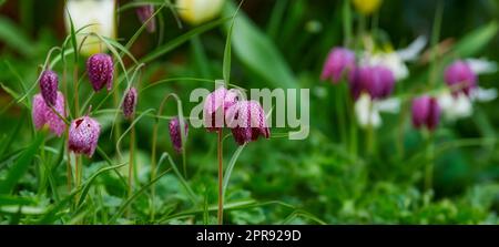 Bunte lila Blumen wachsen in einem Garten. Die schöne fritillaria-Biflora wird auch als Schokoladen- oder Schachlilie-Pflanzen bezeichnet. Im Frühling blühen und blühen blühende Blütenblätter Stockfoto