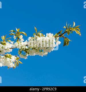 Blick auf weiße Blüten, die auf einem Kirschen- oder Apfelstiel in einem Obstgarten von oben wachsen. Gruppe von zarten frischen Frühlingsblüten und Blättern isoliert vor blauem Himmelshintergrund für Kopierraum Stockfoto