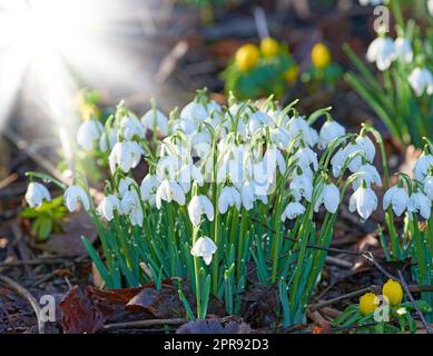 Ein Haufen Schneetropfenblumen, die auf einer Wiese wachsen oder in einem Wald mit Sonnenschein blühen. Zarte weiße Blüten in einem Garten oder Wald im Frühling. Galanthus nivalis-Pflanzen mit Kopierraum Stockfoto