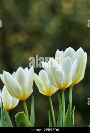 Weiße und gelbe Tulpen wachsen in einem üppigen Garten zu Hause. Hübsche Flora mit lebendigen Blütenblättern und grünen Stämmen, die im Frühling auf der Wiese blühen. Ein Blumenstrauß blüht in einem landschaftlich gestalteten Garten Stockfoto