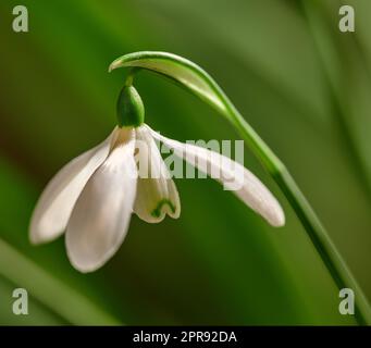 Nahaufnahme einer weißen Schneetropfenblume, die vor grünem Hintergrund im abgelegenen Feld wächst. Details der galanthus nivalis, die auf einer Wiese oder im Garten blühen, blühen und blühen Stockfoto