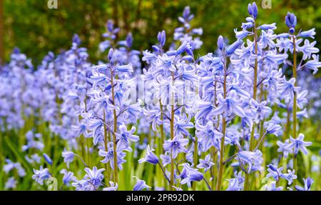 Tapete zarter Blüten auf einem Feld im Frühling mit Kopierraum. Nahaufnahme der Natur und Blick auf Bluebells oder Indigo-Hyazinthen, die auf einer üppigen Wiese oder im Garten wachsen Stockfoto