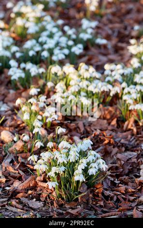 Blick von oben auf weiße Schneetropfen, die im Sommer in einem Garten in der Natur wachsen. Blütenbeet kleiner Blütenpflanzen Galanthus nivalis, die im Frühling von oben blühen und sich auf einem Rasen öffnen Stockfoto