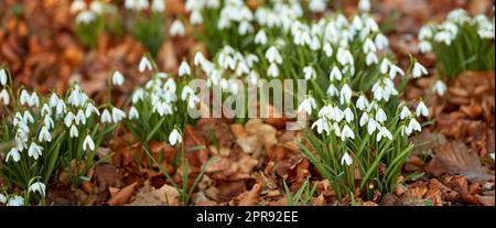 Weiße Schneetropfen, die im Sommer auf einem Blumenbeet in einem Garten wachsen. Wunderschöne Blütenpflanzen und Flora von Galanthus nivalis beginnen sich zu öffnen und in einem Park oder Feld in der Natur zu blühen Stockfoto