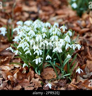 Nahaufnahme von weißen Schneeflocken oder galanthus-Blumen, die in der Natur blühen. Bulbuse, mehrjährige und krautige Pflanze aus der Art amaryllidaceae, die in einem friedlichen Garten inmitten brauner Herbstblätter gedeiht Stockfoto