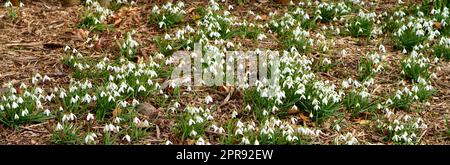 Feld mit weißen Schneetropfen, die in einem abgelegenen Land oder auf einer Wiese wachsen, blühen und blühen. Eine Gruppe von galanthus nivalis Pflanzen blühen in einem abgeschiedenen Garten oder privaten Garten Stockfoto