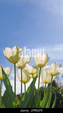 Weiße Tulpen, die an einem sonnigen Tag vor klarem Himmel wachsen. Nahaufnahme von Blumen der Saison, die auf einem ruhigen Feld oder Garten blühen. Makrodetails, Textur und Naturmuster von Blütenblättern auf einer Zen-Wiese oder im Garten Stockfoto