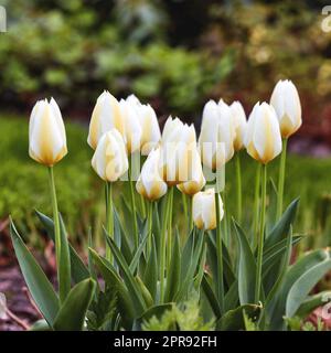 Schöne weiße Tulpen wachsen im Sommer in einem Garten im Garten. Hübsche blühende Pflanzen beginnen zu blühen und blühen auf einem Blumenbeet auf dem Rasen. Blumen öffnen sich im Frühling auf einem Feld oder Park Stockfoto