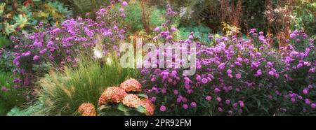 Nahaufnahme von bunten Blumen, die in ruhigen Wäldern wachsen. Zoomen Sie auf saisonale Wildpflanzen mit verschiedenen Schattierungen und Farben. Makrodetails, Textur und Naturmuster eines wunderschönen Blumenfeldes in Harmonie Stockfoto