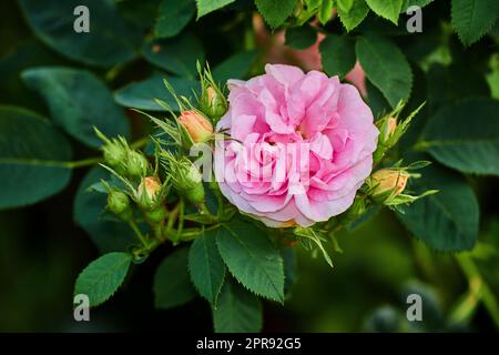 Leuchtend pinkfarbene Hunderose und Knospen an einem Baum in einem Garten. Nahaufnahme einer hübschen rosa Canina Blume, die zwischen grünen Blättern in der Natur wächst. Nahaufnahme blühender Blütenblätter und Blütenblüten auf Blumenpflanze Stockfoto