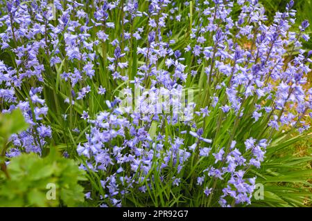 Bunte lila Blumen wachsen in einem Garten. Vervollständigung der wunderschönen spanischen Blauzungenblüte oder Hyacinthoides hispanica-Blätter mit lebendigen Blütenblättern, die an einem sonnigen Tag im Frühling blühen und blühen Stockfoto