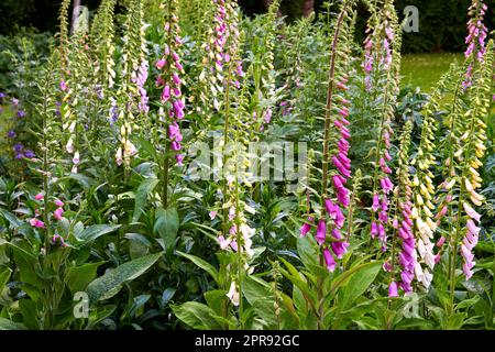 Im Sommer wachsen in einem Garten violette Fuchshandschuhblumen. Violette Digitalis purpurea blühende Pflanzen blühen inmitten von Grün und Vegetation in einem Park. Wildblumen auf einem Rasen in der Natur Stockfoto