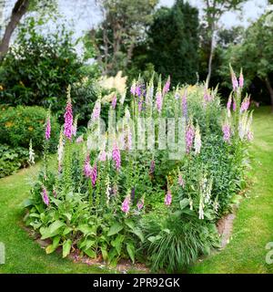 Foxhandschuhblumen wachsen in einem grünen Park. Mehrjährige lila Blütenpflanzen gärtnern, die als Dekoration in einem gepflegten Garten oder einem gepflegten Hinterhof angebaut werden. Farbenfrohes Blumenbeet auf einem Rasen Stockfoto