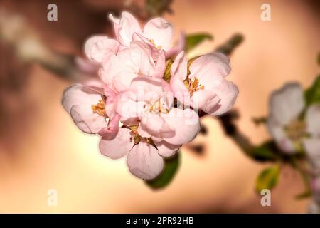 Bunte rosa Blumen wachsen in einem Garten. Verkostung der wunderschönen japanischen Quittung oder der Chaenomelen japonica der Rosenart mit lebendigen Blütenblättern, die im Frühling blühen und blühen Stockfoto