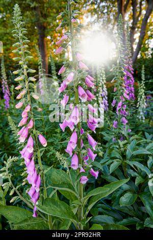 Im Sommer wachsen in einem Garten violette Blumen. Foxhandschuhe blühende Pflanzen blühen in der Natur für Landschaftsgestaltung und Dekoration. Digitalis purpurea öffnet sich im Frühjahr in einer natürlichen Umgebung Stockfoto