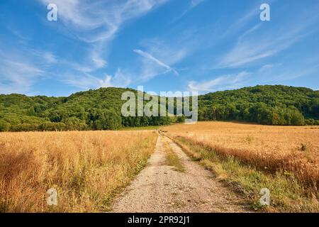 Unbefestigte Straße durch gelbes Ackerland, die an einem sonnigen Tag in Frankreich zu dichtem grünen Wald führt. Farbenfrohe Naturlandschaft ländlicher Weizenfelder in der Nähe ruhiger Wälder mit atemberaubendem blauen Himmel und Kopierbereich Stockfoto