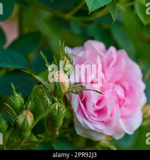 Nahaufnahme einer wunderschönen rosa Rose, die im Sommer auf einem Baum im Garten wächst. Blütenpracht und Blütenpracht in einem grünen Busch inmitten von Grün und Pflanzen in einem Naturpark oder Feld Stockfoto