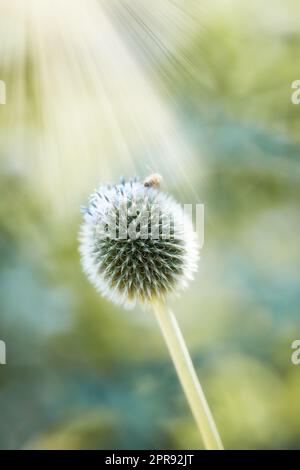 Nahaufnahme der Blauen-Globe-Distelpflanze, die im Sommer von Bienen in einem Garten bestäubt wird. Die Botanik wächst auf einem grünen Feld auf dem Land. Wildblumen blühen mit Insekten auf einer Wiese Stockfoto