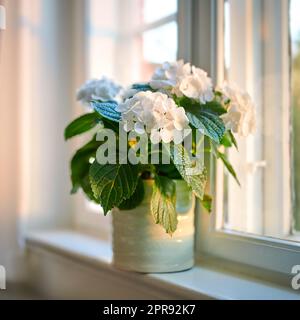 Wunderschöne weiße Hortensien, ausgestellt in einer Vase auf einem Fensterbrett, das zu Hause alt ist. Hübsche Blumen in einem Glas eines Hauses für Dekoration und Farbe in einem Raum. Staublora mit Blättern im Gefäß Stockfoto